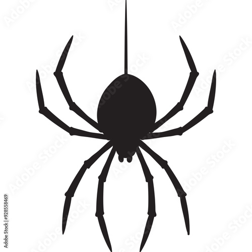 spider isolated on white background