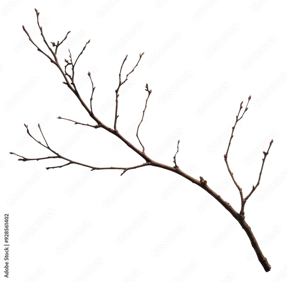 Dry branch with small twigs in natural setting, cut out - stock png. Dry branch with small twigs in natural setting, cut out - stock png.