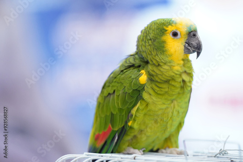 Green, Yellow parrot isolated, fronted parrot photo