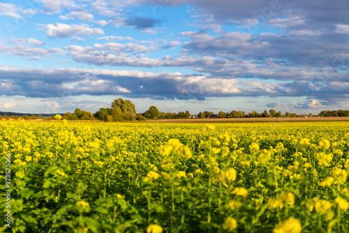 Close-up of rapeseed fields with darkened clouds in the background