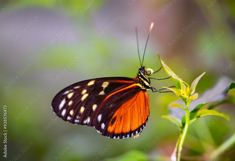 Ismenius tiger or tiger heliconian (Heliconius ismenius) is a butterfly of the family Nymphalidae found in Central America. Orange-black tigered wing pattern. Macro close up of colorful insect. Ismenius tiger or tiger heliconian (Heliconius ismenius) is a butterfly of the family Nymphalidae found in Central America. Orange-black tigered wing pattern. Macro close up of colorful insect.
