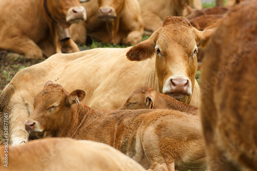 dairy farm with a large number of cattle