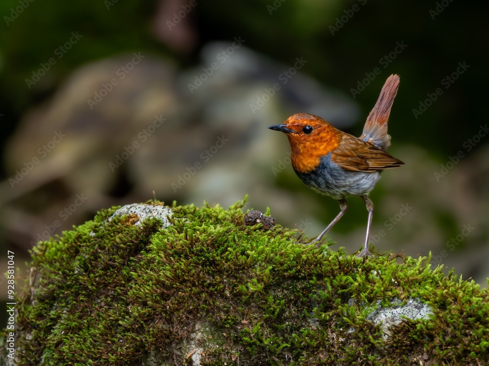 森の中で水場の岩の上で周りを見渡しているコマドリの雄