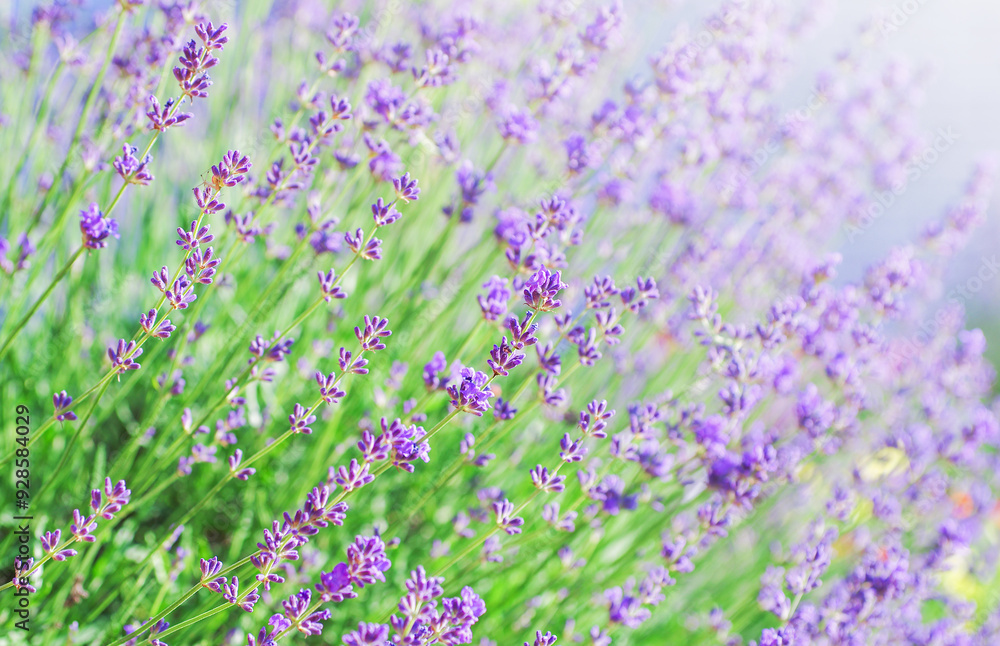 Selective focus on the lavender flower in the flower garden lavender flowers lit by sunlight. Selective focus on the lavender flower in the flower garden lavender flowers lit by sunlight.