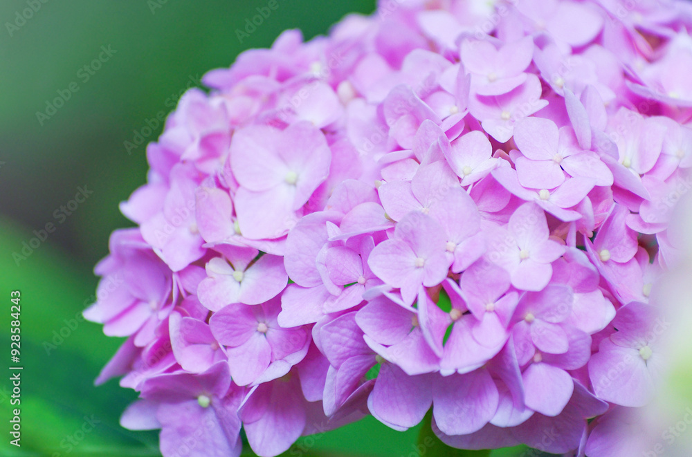 Fototapeta premium pink hydrangea flowers close up