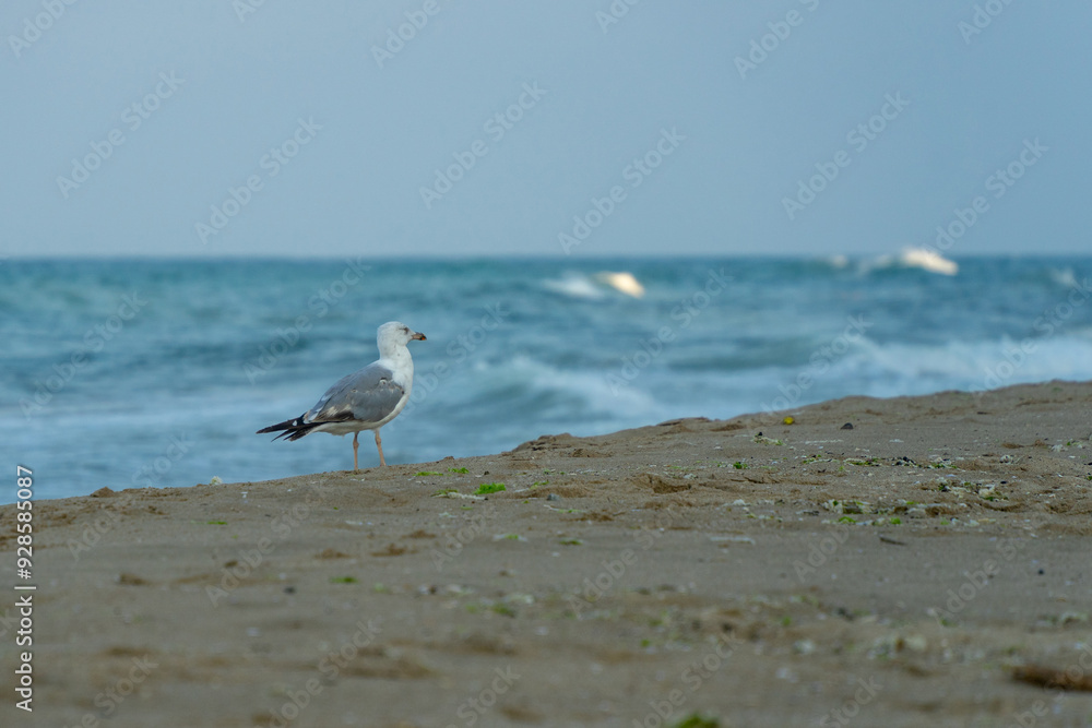 White seagull walking on the shelly seashore White seagull walking on the shelly seashore
