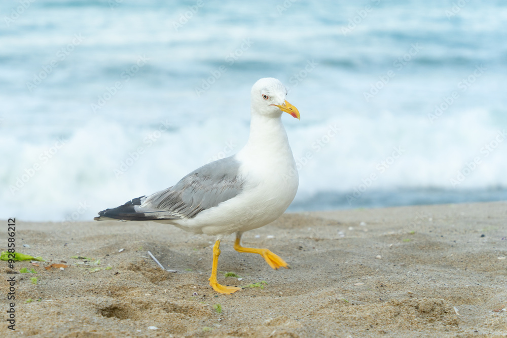 White seagull walking on the shelly seashore White seagull walking on the shelly seashore