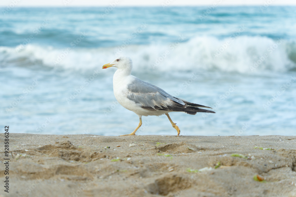 White seagull walking on the shelly seashore White seagull walking on the shelly seashore