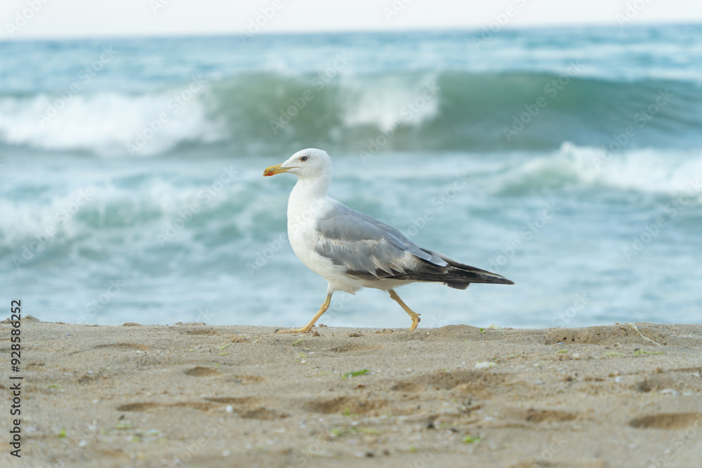 White seagull walking on the shelly seashore White seagull walking on the shelly seashore