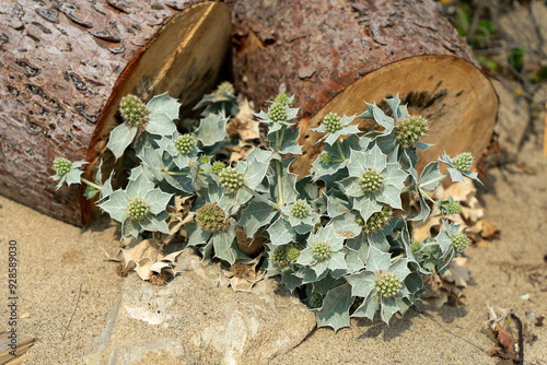 Wild rocky plants grown on the sandy beach photo