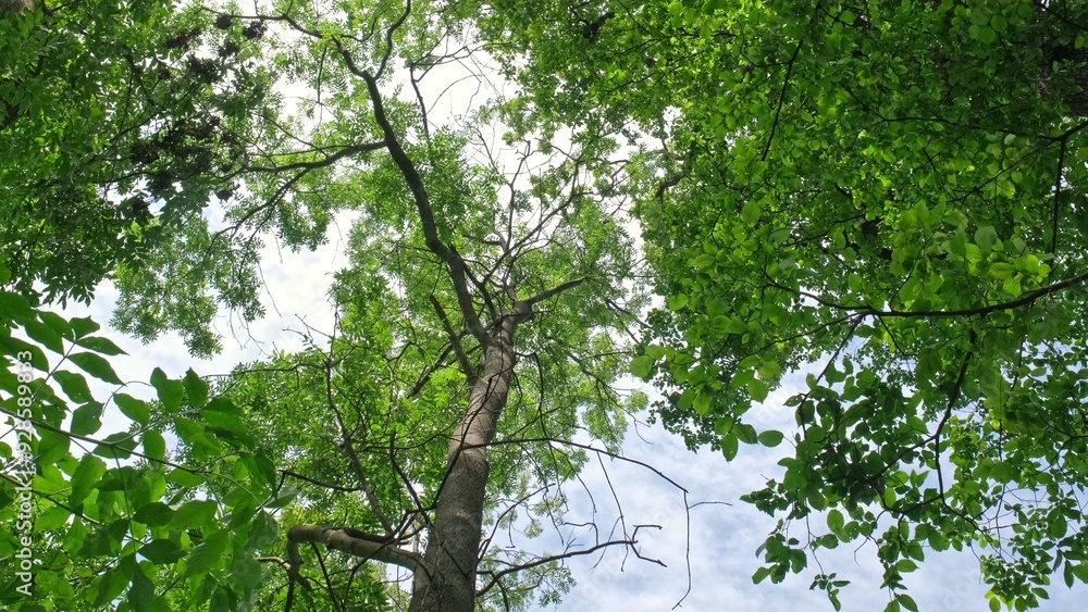 Fototapeta premium Green Leaves Tree Tops and Blue Sky Background Low Angle