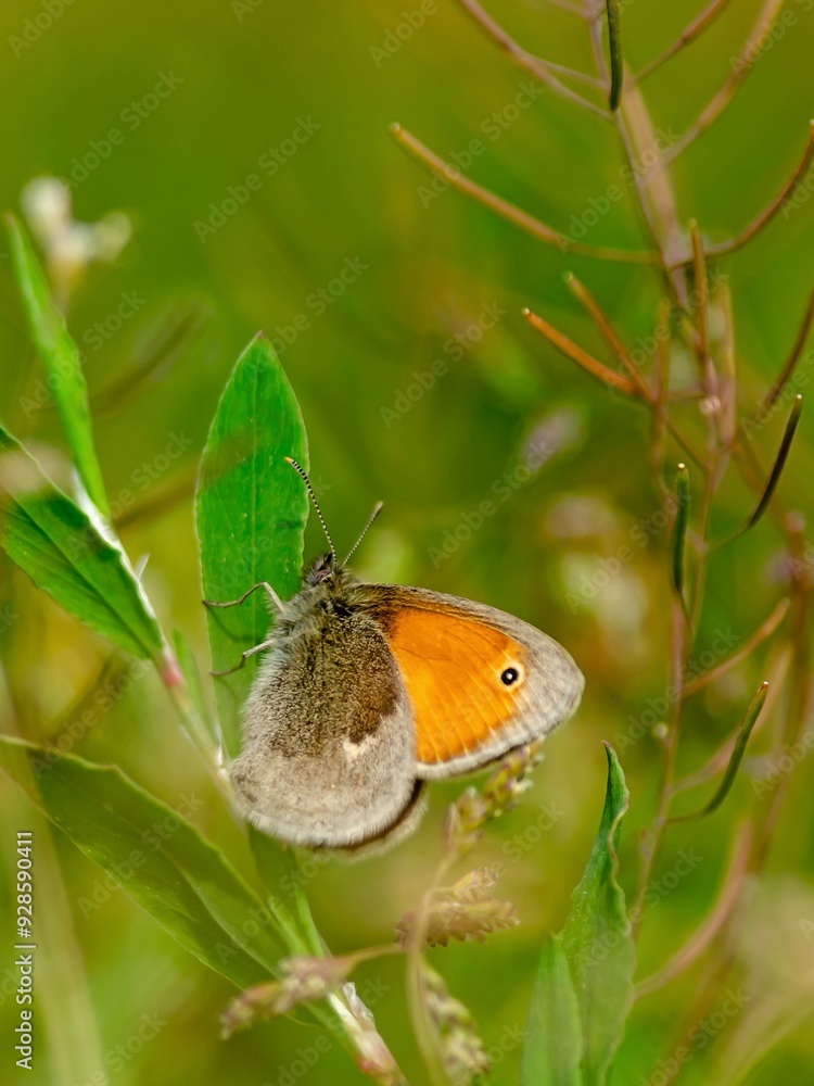 Strzępotek ruczajnik (Coenonympha pamphilus) Strzępotek ruczajnik (Coenonympha pamphilus)