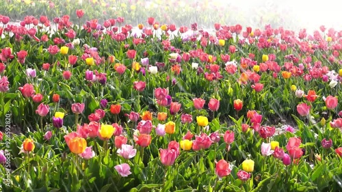 Tulip field is irrigated with sprinkler irrigation