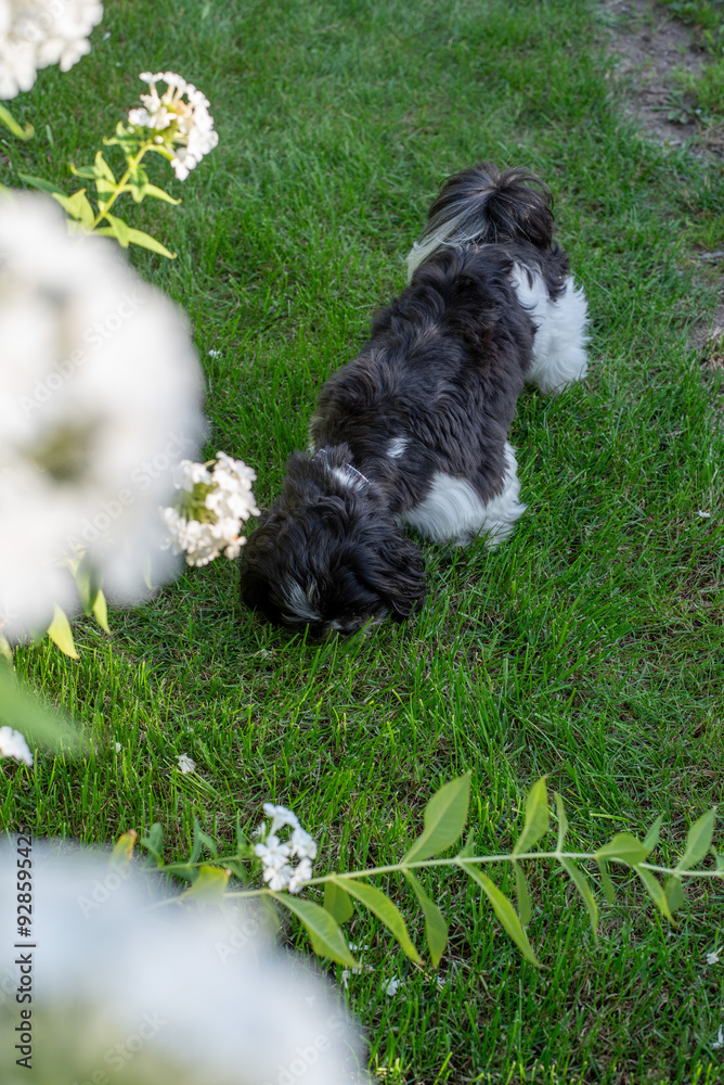 Fototapeta premium Black and White Shih Tzu Dog on Grass in Summer