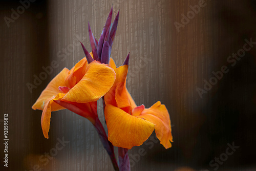 Canna Lily Indian

