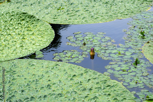 水面に上がってきたオニバスの小さな花芽 photo