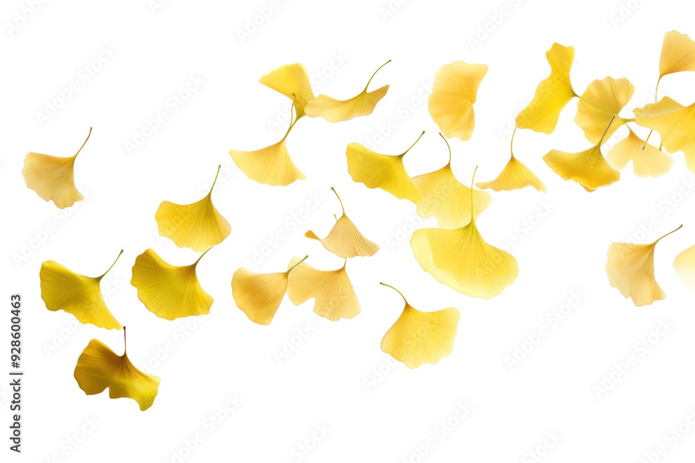 PNG Falling gingko leaves blossom flower animal. PNG Falling gingko leaves blossom flower animal.