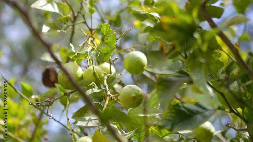 Green oranges hanging on a tree branch with leaves and a clear blue sky in the background in 4k slow motion 120fps Green oranges hanging on a tree branch with leaves and a clear blue sky in the background in 4k slow motion 120fps