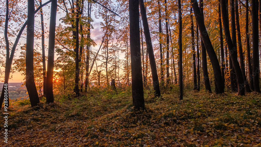 Obraz premium Golden Sunset Through Autumn Forest Trees