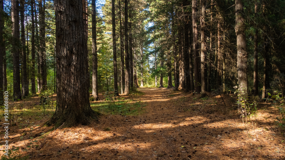 Fototapeta premium Sunlit Path Through a Pine Forest