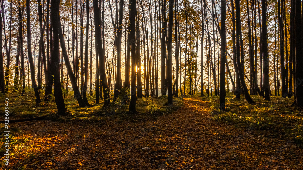 Obraz premium Autumn Twilight in a Leaf-Covered Forest Path