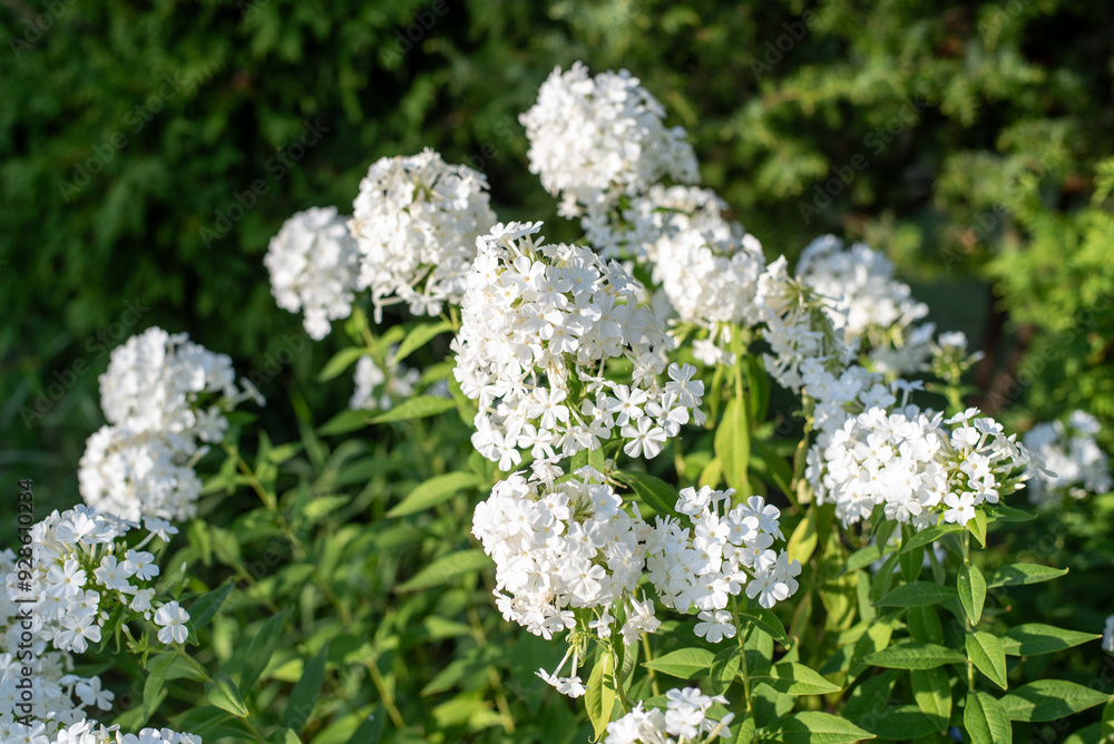 Summer floral background. White flowers in the country Summer floral background. White flowers in the country