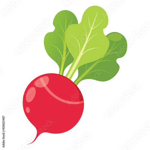 red radish isolated on white