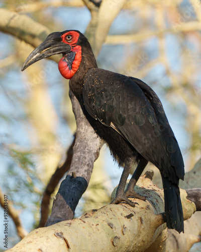 Southern Ground Hornbill photo