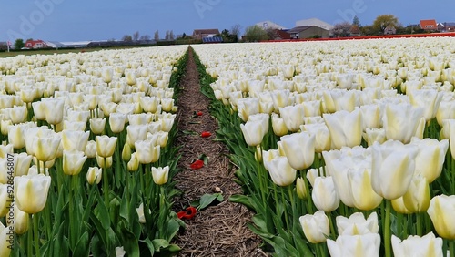 Field of tulips #928646807