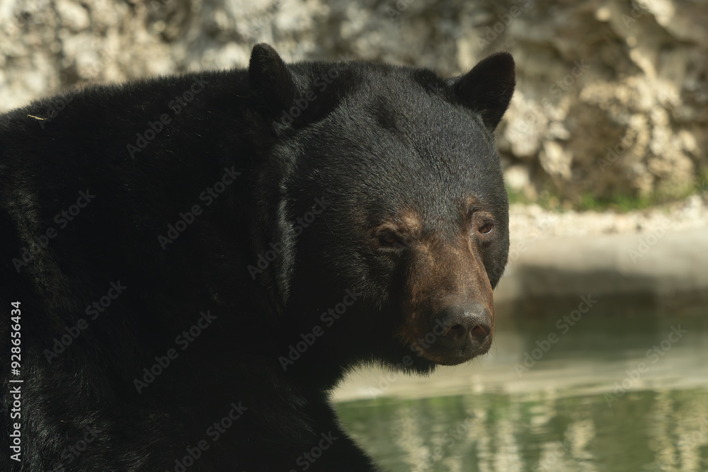 American black bear (Ursus americanus), also known as the black bear,portrait. American black bear (Ursus americanus), also known as the black bear,portrait.