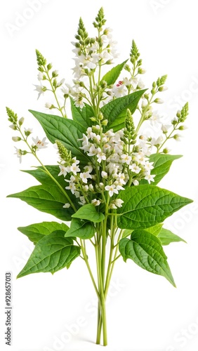 Enchanter's Nightshade  Bouquet Isolated on a White Background photo