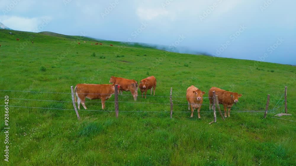 Herd of cows grazing in the Collados del Asón Natural Park. Aerial view from a drone. Hills of Ason Natural Park. Soba Valley, Cantabria, Spain, Europe Herd of cows grazing in the Collados del Asón Natural Park. Aerial view from a drone. Hills of Ason Natural Park. Soba Valley, Cantabria, Spain, Europe
