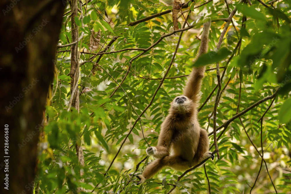 Sumatran lar gibbon in the nature habitat, also known as the Sumatran white-handed gibbon, is a subspecies of the lar gibbon, a primate in the gibbon family Hylobatidae. Hylobates lar vestitus. Sumatran lar gibbon in the nature habitat, also known as the Sumatran white-handed gibbon, is a subspecies of the lar gibbon, a primate in the gibbon family Hylobatidae. Hylobates lar vestitus.