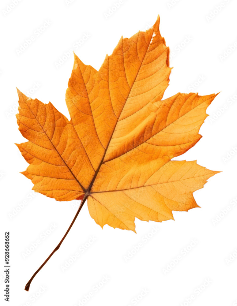 PNG Maple plant leaf tree. PNG Maple plant leaf tree.