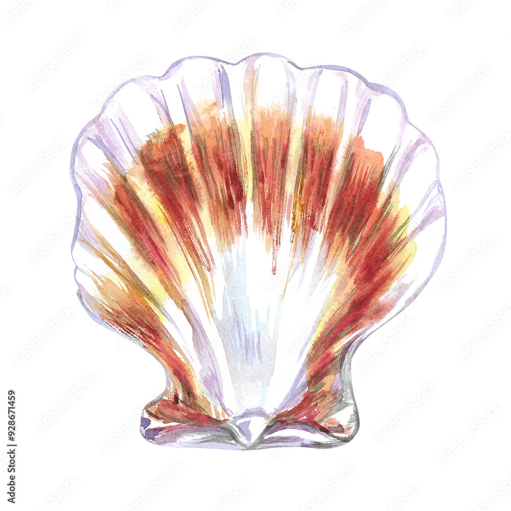 Fototapeta premium Scallop, bivalve marine mollusk, grooved shell in watercolor. Red Scallop, Calico Scallop, Argopecten Gibbus. This shell's side is concave in shape. Circular shaped with radiating ribs and two small