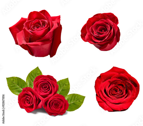 flower rose petal blosspm background