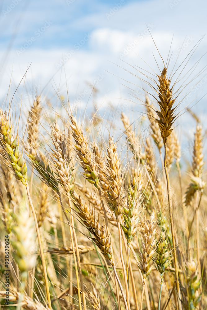 Golden ripe wheat spikes in the field. Agriculture and harvest concept. Golden ripe wheat spikes in the field. Agriculture and harvest concept.