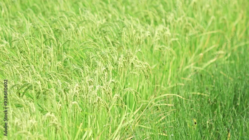 Waving Ears of Rice Plants in A Field Waving Ears of Rice Plants in A Field