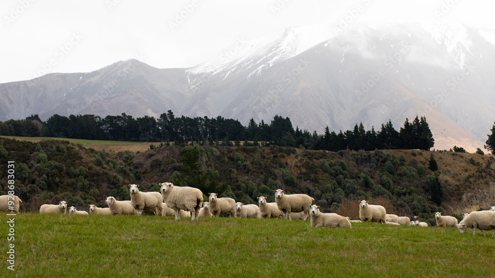 Obraz premium Cute sheep with white wool graze on lush grass meadow