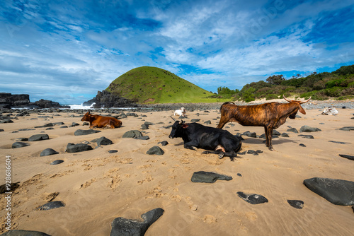 Transkei in the Eastern Cape of South Africa, you see Xhosa beach cattle, the nguni cows all bear great sets of horns. photo