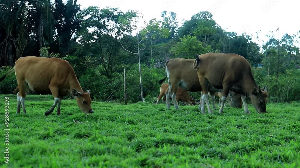 a group of cows eating together on a patch of grass
a group of cows eating together on a patch of grass