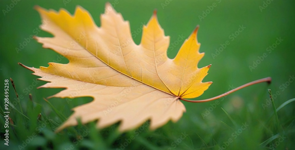 A single, dried, yellow leaf lies on a bed of green grass. A single, dried, yellow leaf lies on a bed of green grass.