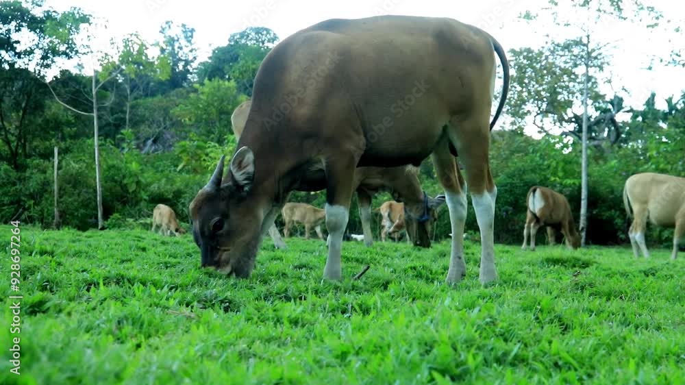 a group of cows eating together on a patch of grass
a group of cows eating together on a patch of grass