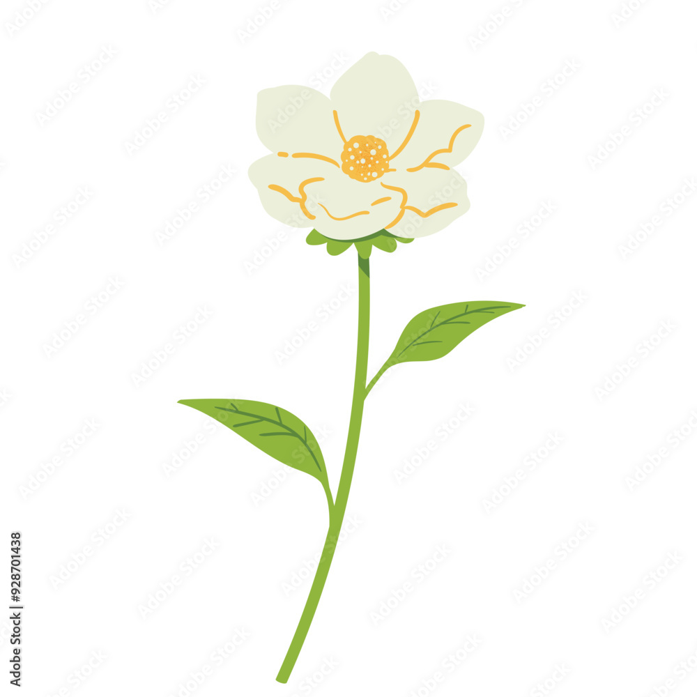 Jasmine flower illustration Jasmine flower illustration