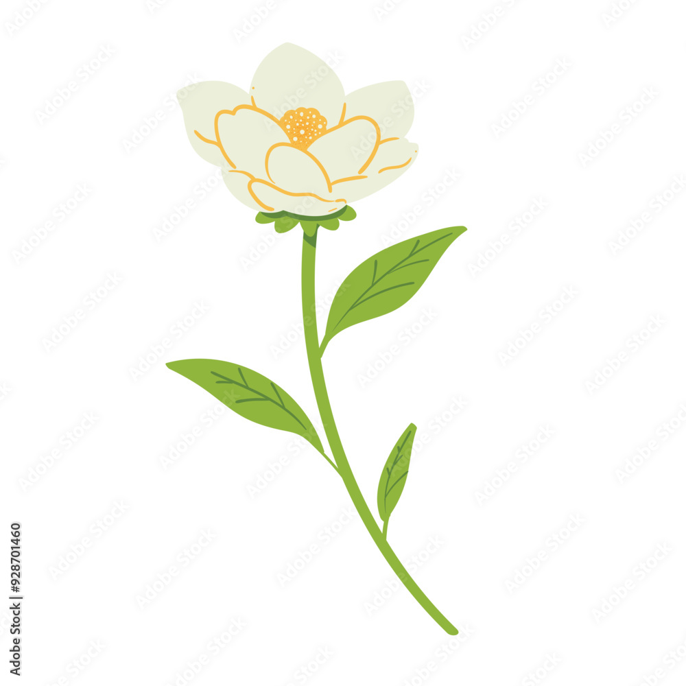 Jasmine flower illustration Jasmine flower illustration