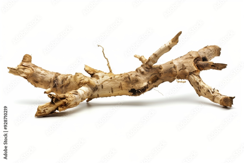 Fototapeta premium Angelica Root