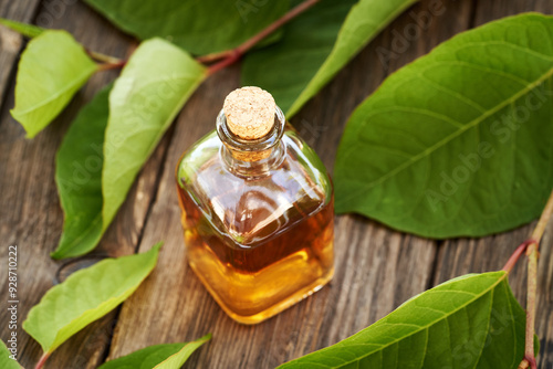 Japanese knotweed or Reynoutria japonica tincture in a glass bottle photo