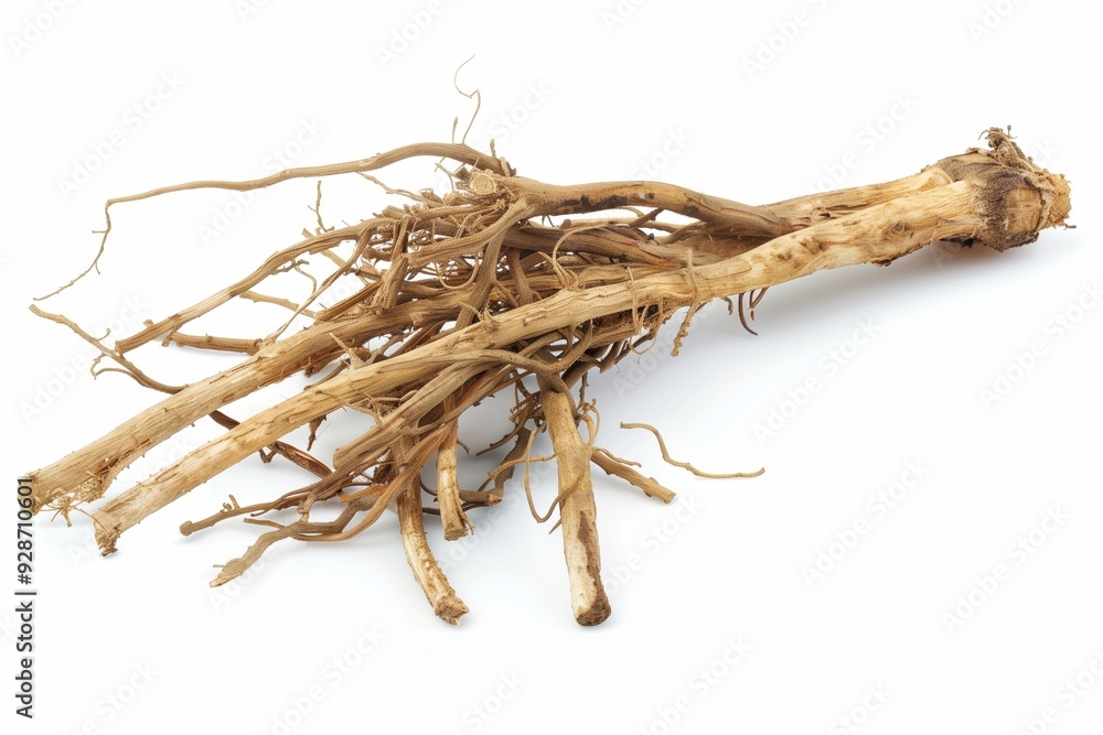 Obraz premium Angelica Root