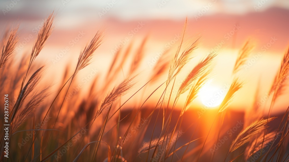 close-up of grass silhouetted by a vibrant sunset, close-up of grass silhouetted by a vibrant sunset,