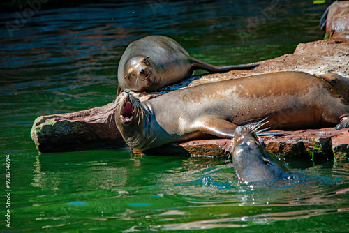 Ein Seelöwe auf einem Felsen im Wasser im Nürnberger Tiergarten photo